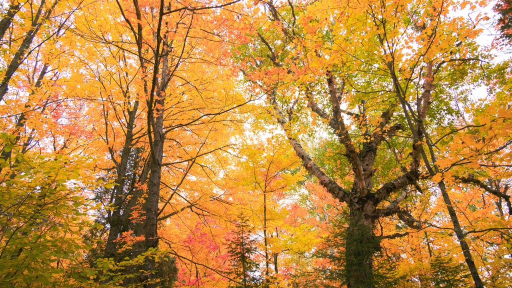 Summerlike weekend on tap in Twin Cities; fall returns early next week — WCCO / CBS Minnesota, Woodbury Community news