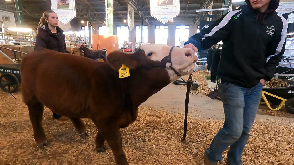 Spotlight on beef as Minnesota midterms near — WCCO / CBS Minnesota, Woodbury Community news