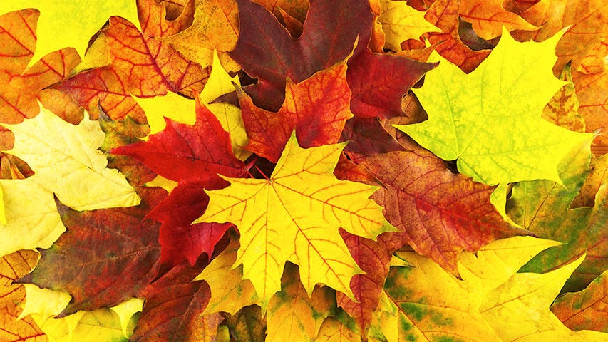Cooler, quieter fall weather returns Tuesday in the Twin Cities — WCCO / CBS Minnesota, Woodbury Community news