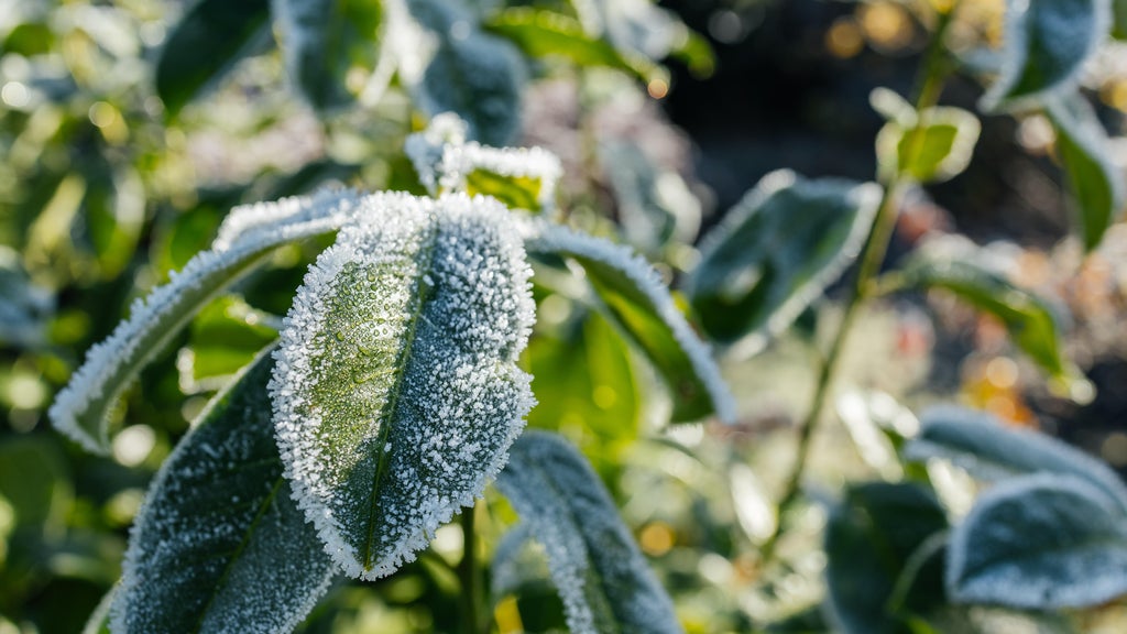 The first frost of the season is expected Saturday. Here's how to prepare your garden — WCCO / CBS Minnesota, Woodbury Sports news