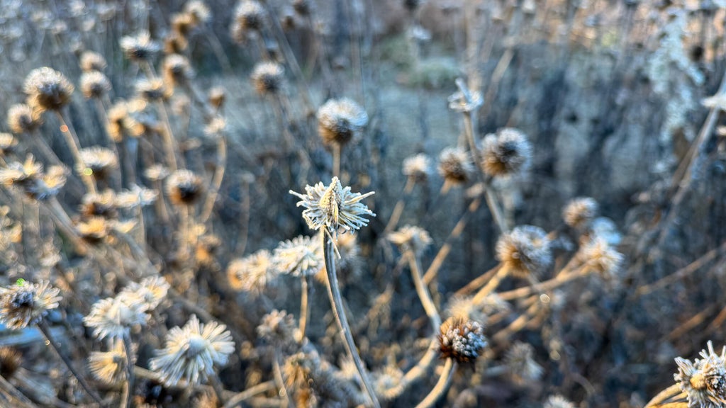 Breezy winds bring cool air to Minnesota, with first frost possible in the metro Friday night — WCCO / CBS Minnesota, Woodbury Sports news