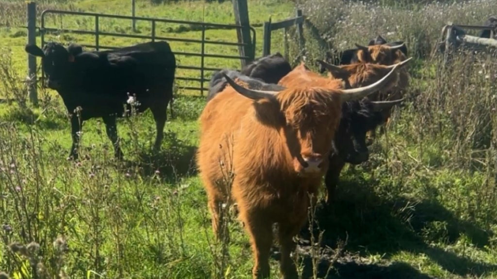Minnesota farmer calls for thief to return nearly a dozen cows: "You're going to go to jail" — WCCO / CBS Minnesota, Woodbury Community news