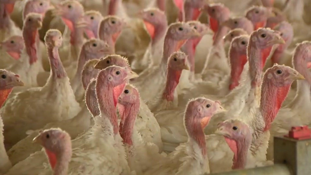 Bird flu confirmed in Barron County, Wisconsin, commercial poultry flock — WCCO / CBS Minnesota, Woodbury Real Estate news