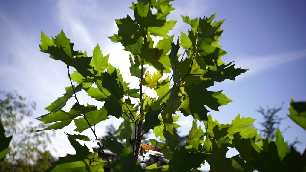 St. Paul city employees help plant trees at church in Rondo neighborhood — WCCO / CBS Minnesota, Woodbury Real Estate news