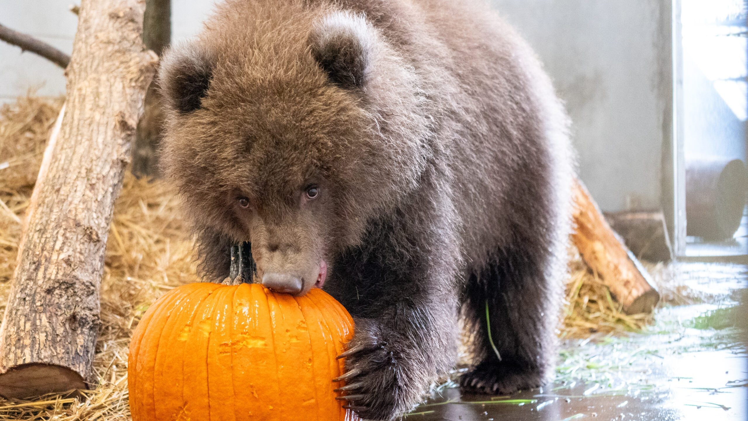 Minnesota Zoo welcomes 3 orphaned brown bear cubs rescued from Alaska — Woodbury Health news