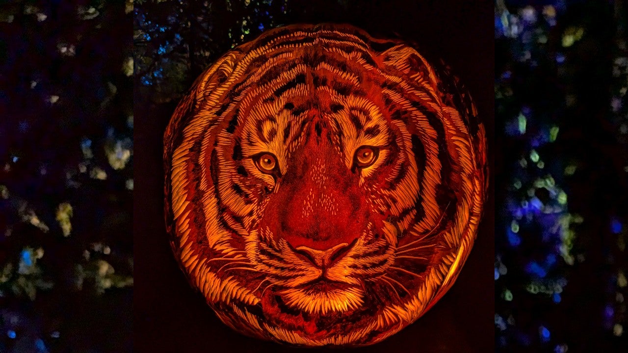 Behind the scenes of pumpkin carving at the Minnesota Zoo — KSTP 5, Woodbury Arts news
