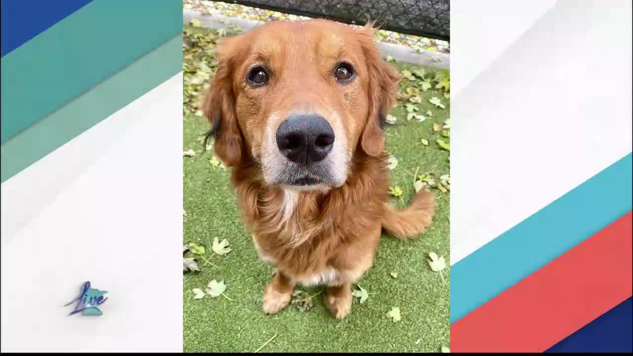 Adopt a Dog Month: Golden Retrievers — KSTP 5, Woodbury Community news