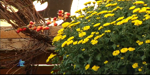 Fall Décor with Bachman’s — KSTP 5, Woodbury Sports news