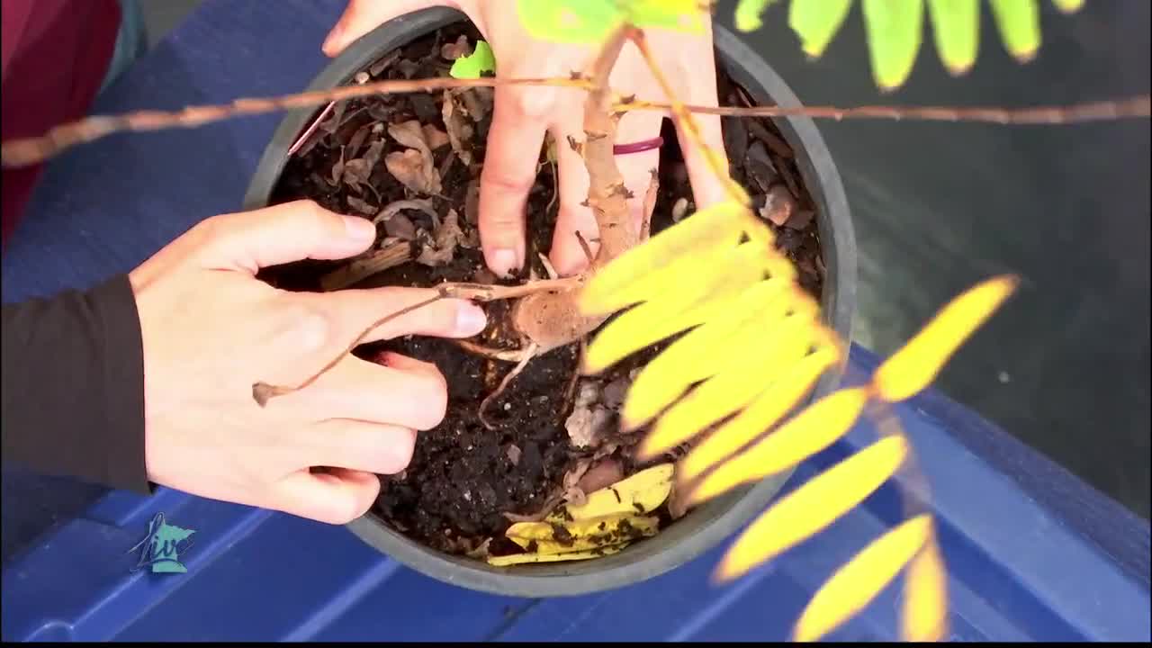 Tips for Planting Trees — KSTP 5