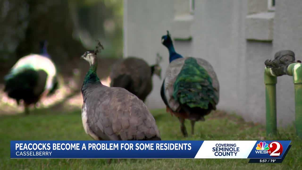 Peacocks vs. property owners: Casselberry rethinks peacock protections amid property damage complaints — WESH 2 Orlando, Woodbury Real Estate news