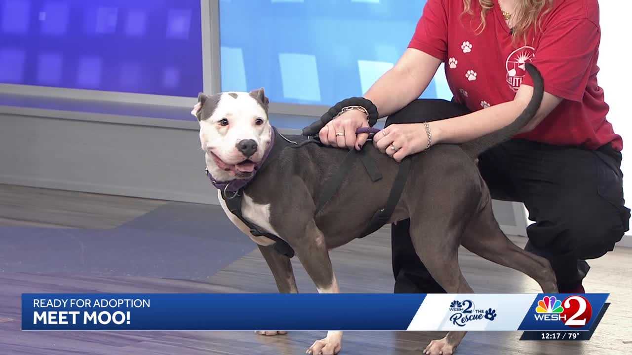 Moo at Southeast Volusia Humane Society is looking for a home — WESH 2 Orlando, Woodbury Community news