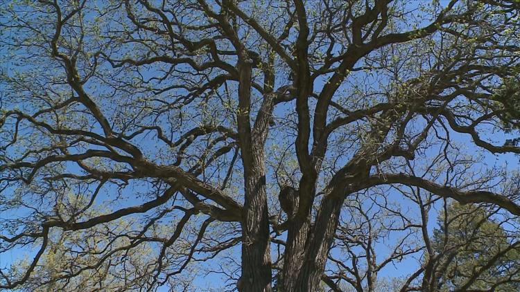 How to keep your oak trees healthy — KARE 11 Local, Woodbury Health news