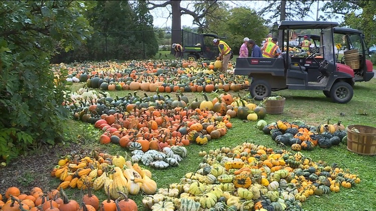 Pumpkin 101: Best to cook, carve & display — KARE 11 Local, Woodbury Community news