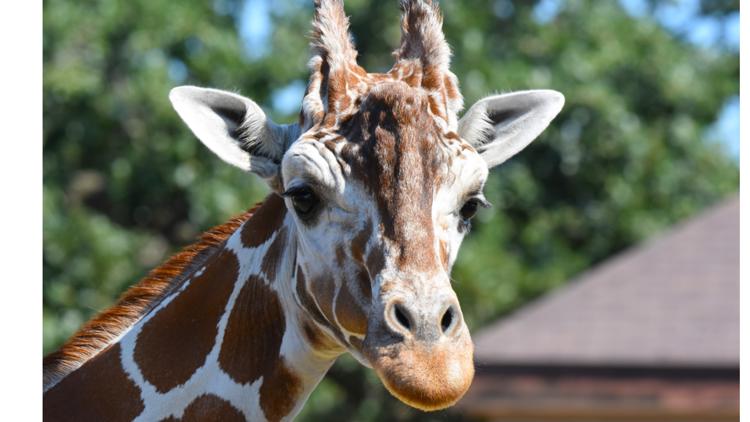 Como Zoo mourns loss of beloved giraffe, 'Skeeter' — Woodbury Community news