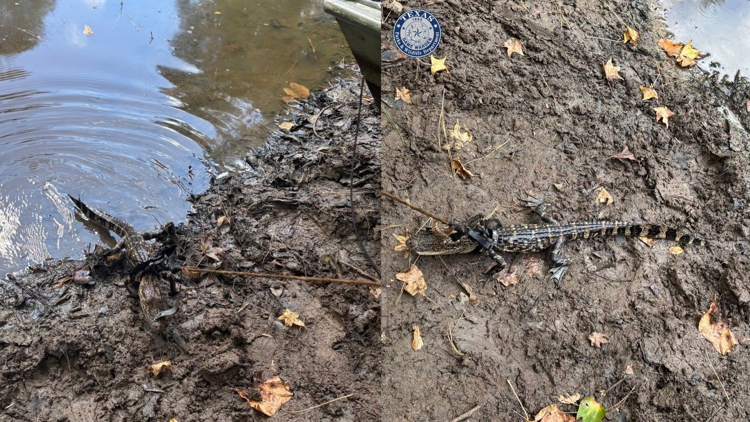 Alligator found tied to boat in East Texas pond; man cited for illegal possession, wardens say — KHOU 11 (Houston), Woodbury Sports news