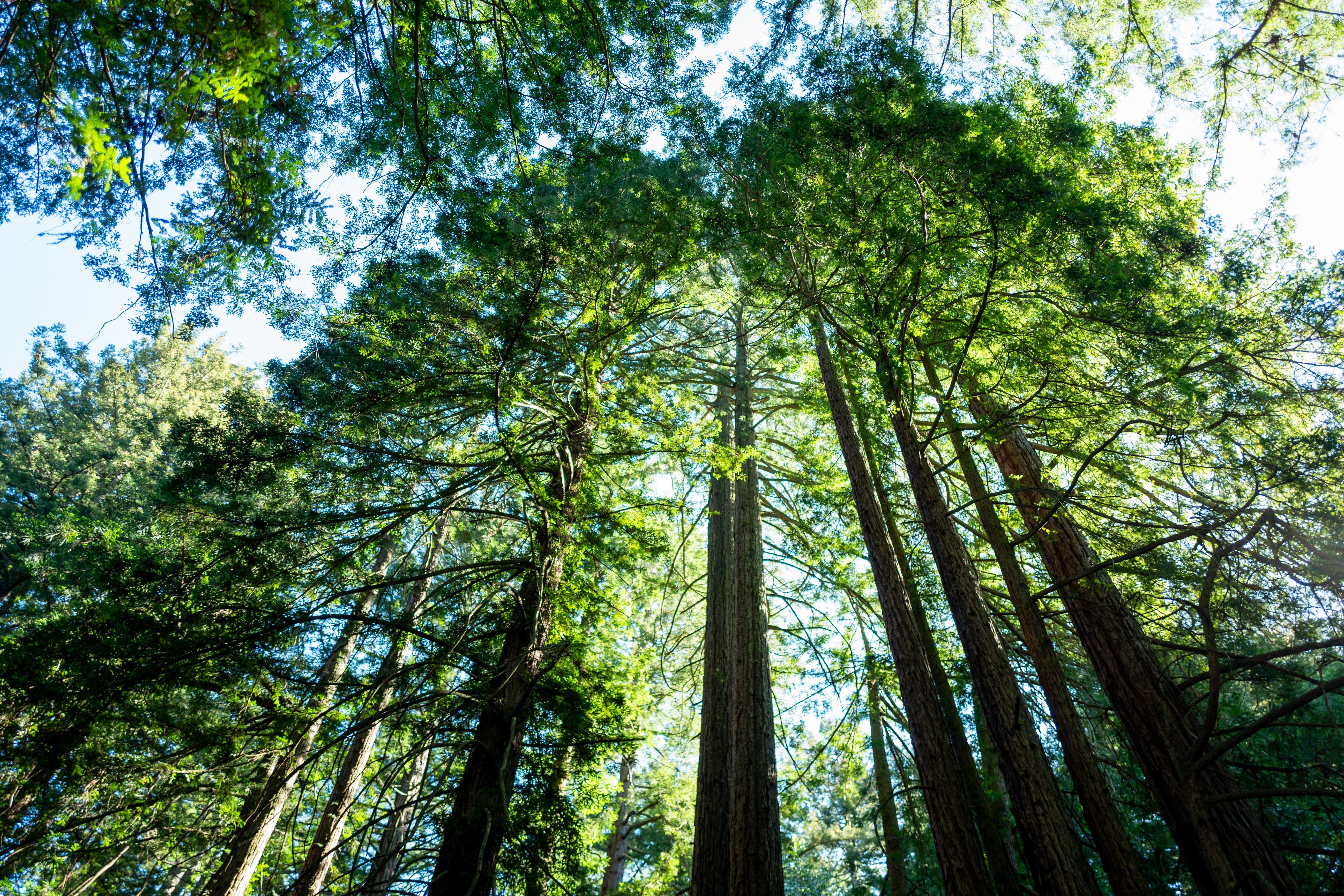 California’s Tallest and Most Iconic Trees Are Getting Heatstroke — Wired