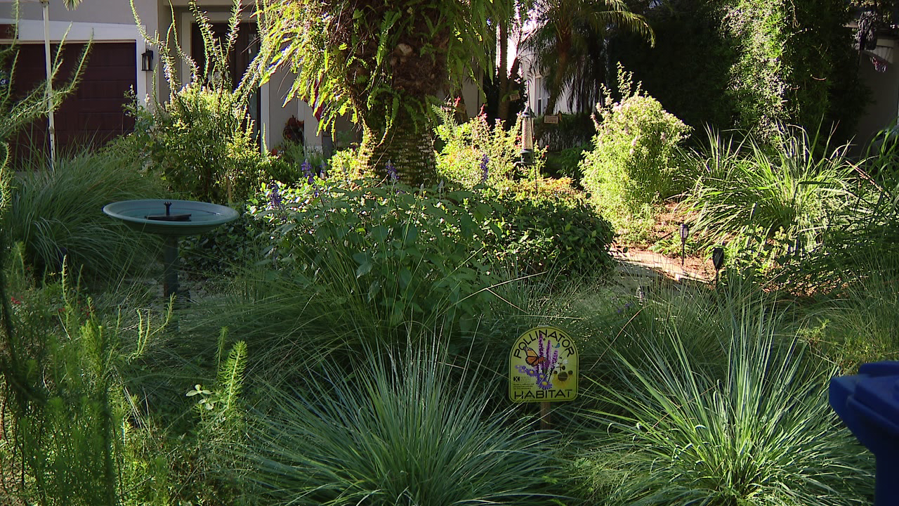 Florida city offers homeowners up to $3,000 to ditch thirsty grass — a move that slashes their water bills — FOX 9, Woodbury Community news