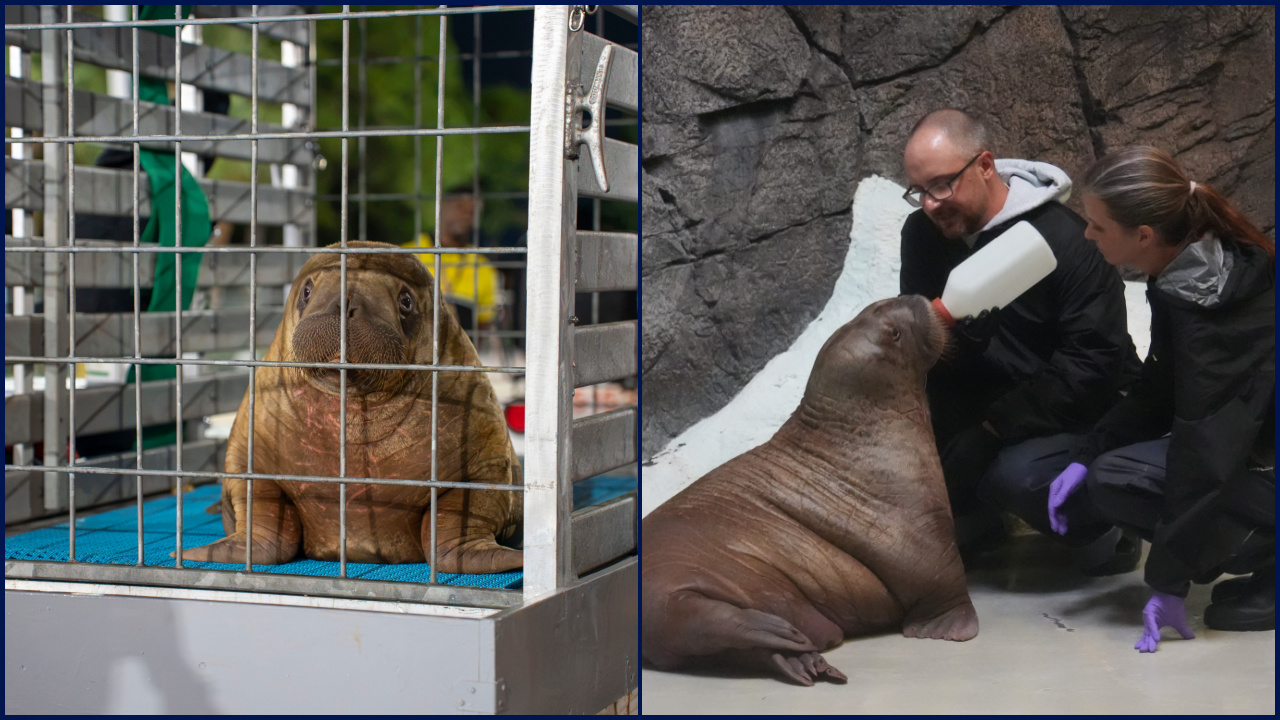 Orphaned baby walrus in Alaska flown 4,800 miles to new home in Florida — FOX 9, Woodbury Community news