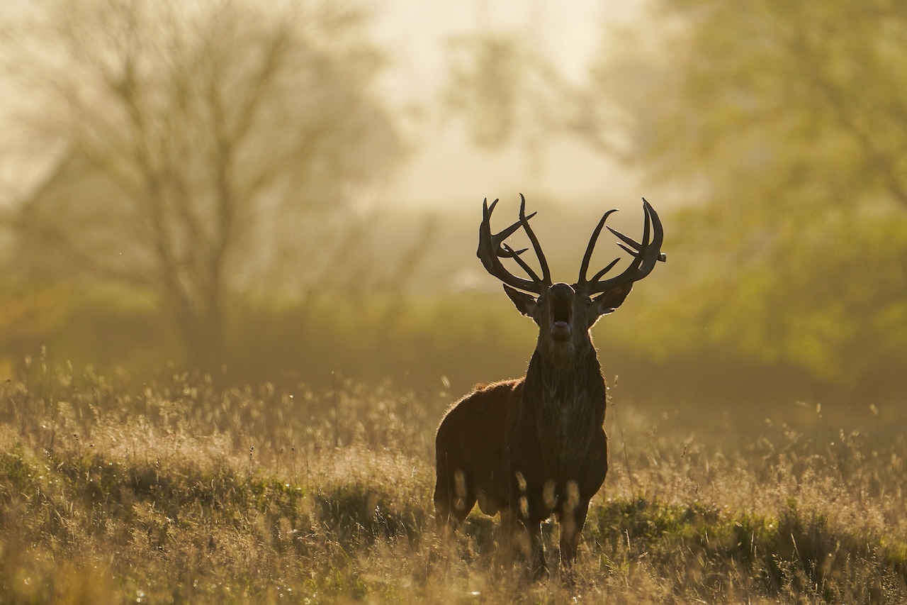 Deer-related crashes spike in the fall. Here's why. — FOX 9, Woodbury Sports news