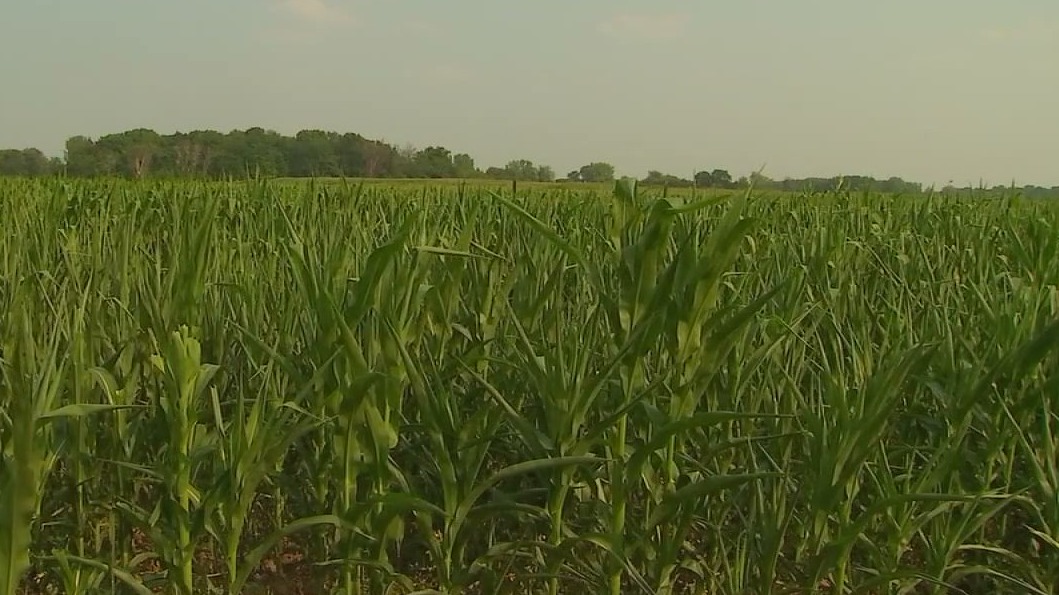 Minneapolis woman charged with swindling Minnesota farm grant — FOX 9, Woodbury Community news