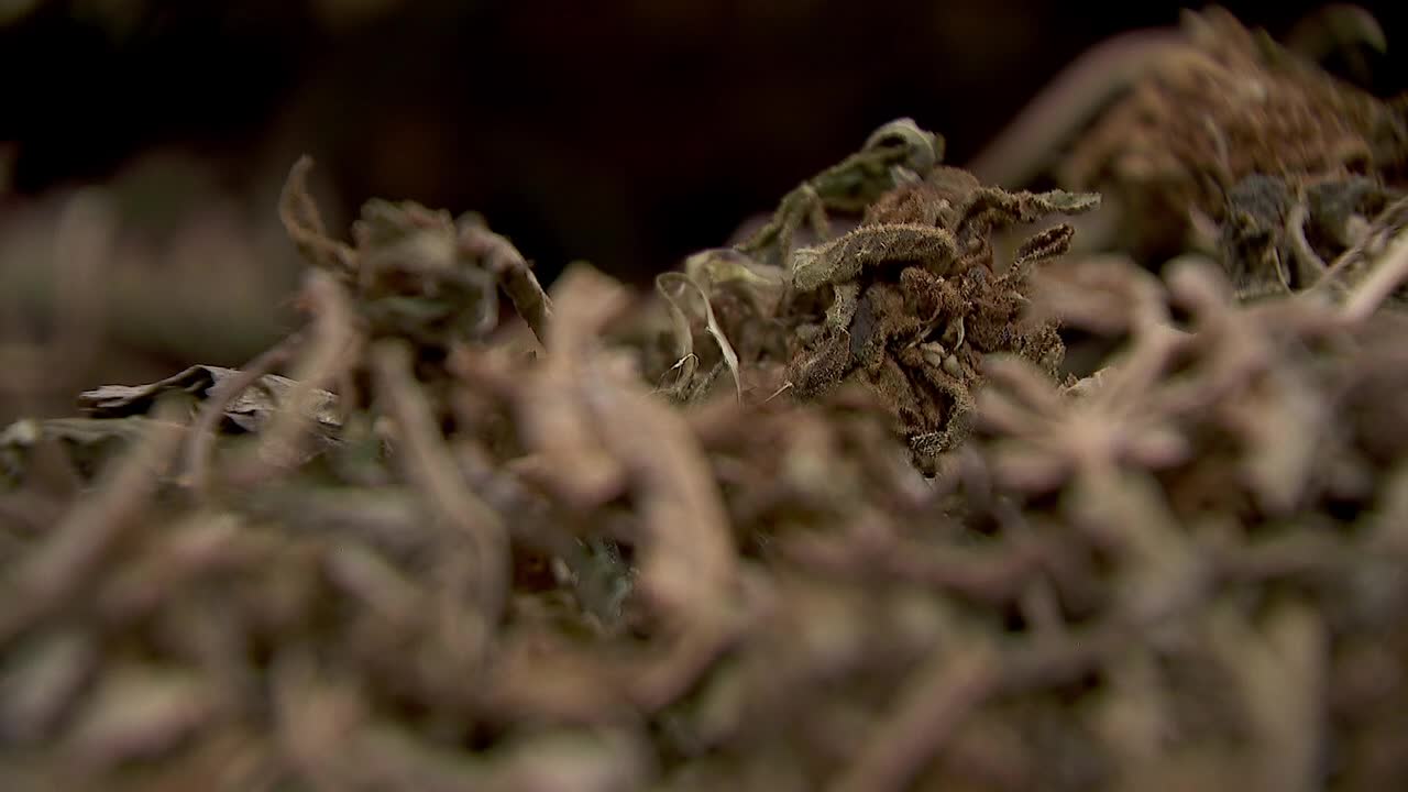 Hemp THC deadline hits $200 million industry, leads to layoffs, but liquor stores may maintain — FOX 9, Woodbury Business news