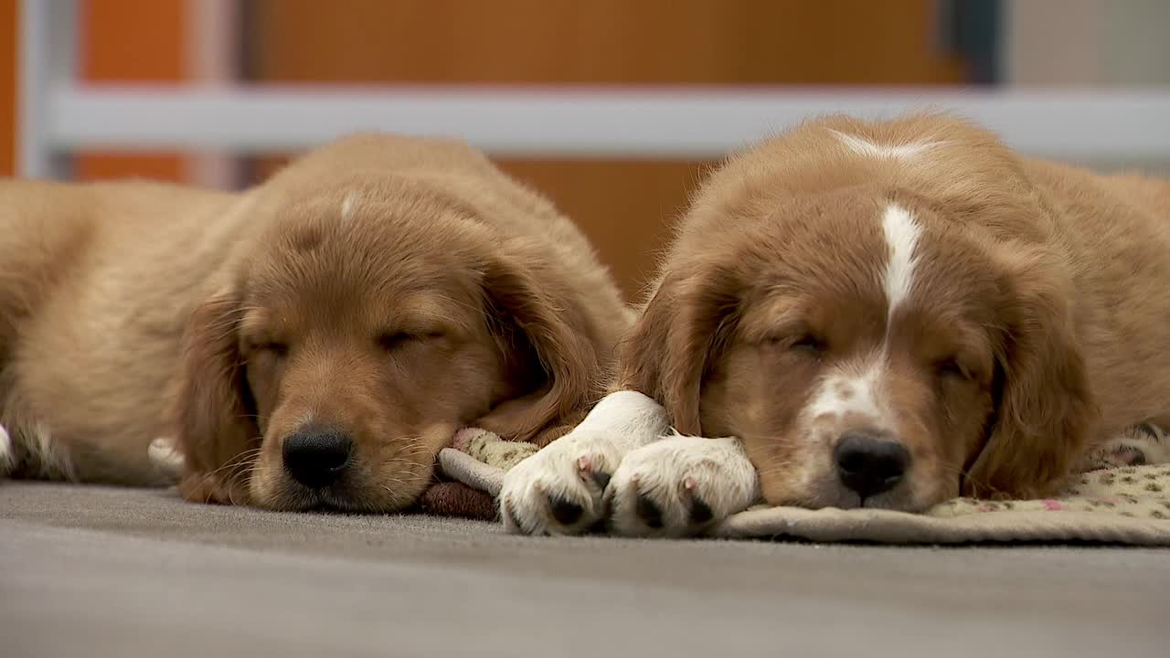 36 dogs rescued from unlicensed breeder in Cass County — Woodbury Community news
