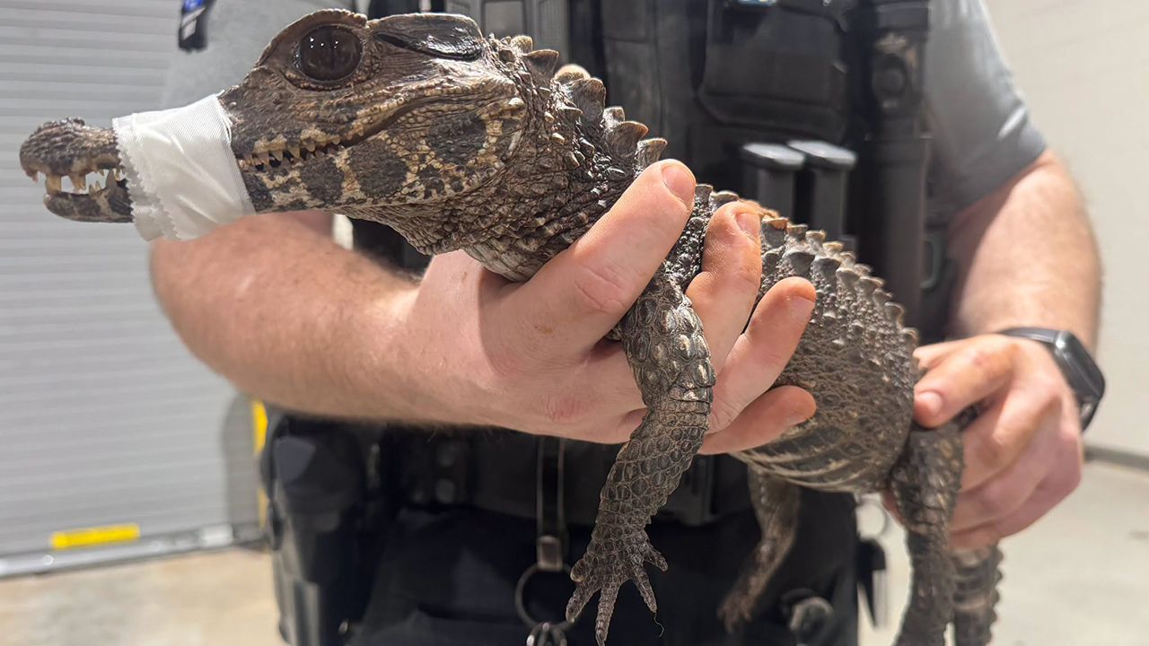 Watch: Deputies in Oklahoma capture escaped caiman after months on the loose — FOX 9, Woodbury Community news
